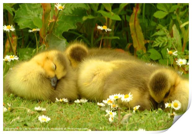 Young Goslings Asleep on the bank of a Lake  Print by Les Schofield