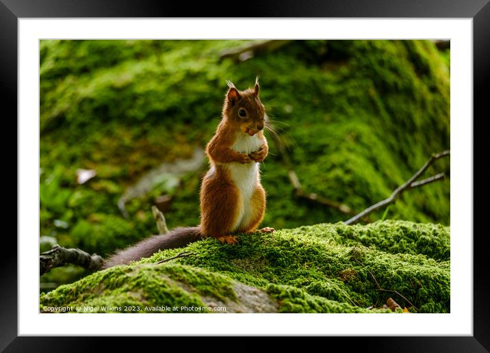 Red Squirrel Framed Mounted Print by Nigel Wilkins