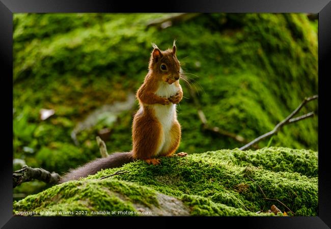 Red Squirrel Framed Print by Nigel Wilkins