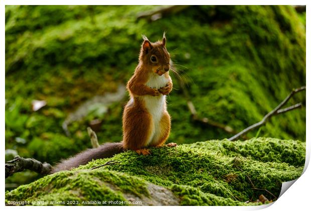 Red Squirrel Print by Nigel Wilkins
