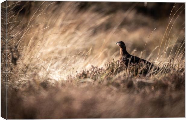 Grouse in hiding  Canvas Print by Alan Sinclair