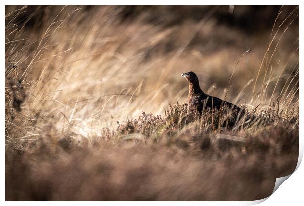Grouse in hiding  Print by Alan Sinclair