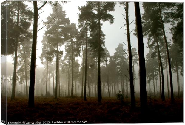 Thetford Forrest On A Misty Morning  Canvas Print by James Allen