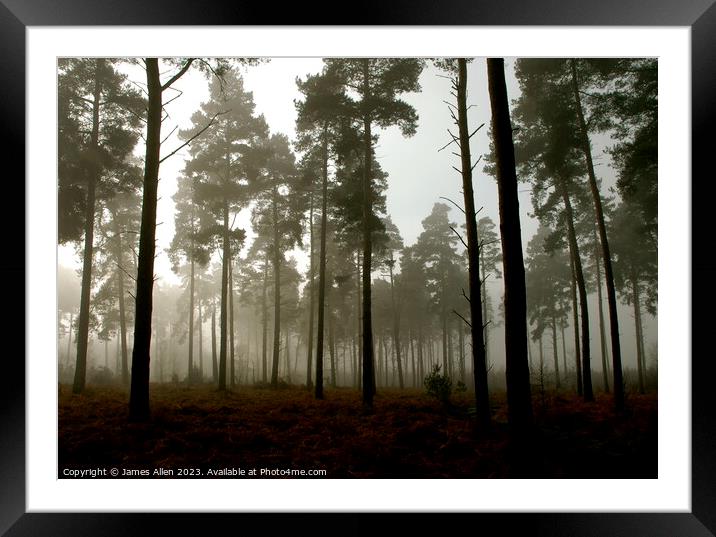 Thetford Forrest On A Misty Morning  Framed Mounted Print by James Allen