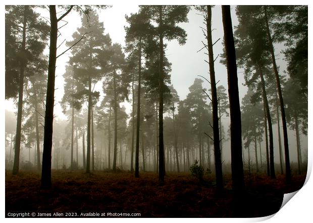 Thetford Forrest On A Misty Morning  Print by James Allen