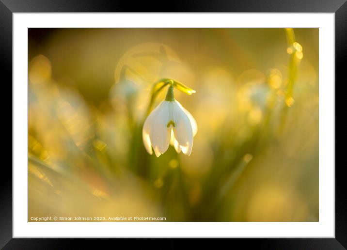 Snowdrop flower soft focusf Framed Mounted Print by Simon Johnson