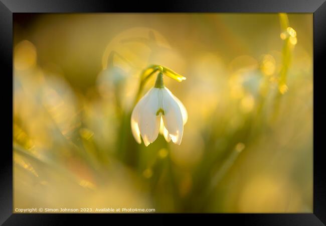 Snowdrop flower soft focusf Framed Print by Simon Johnson