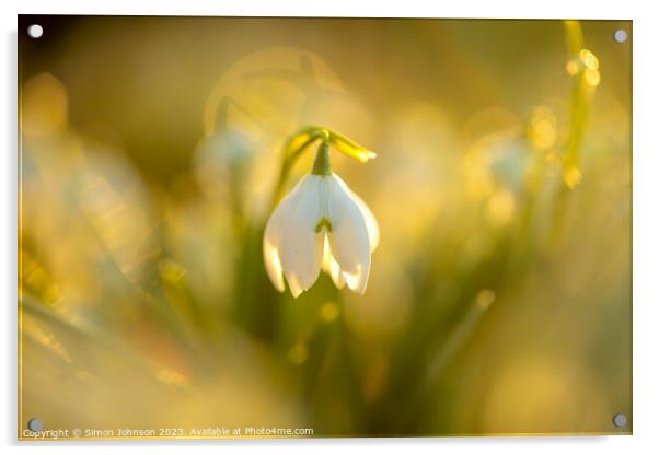 Snowdrop flower soft focusf Acrylic by Simon Johnson