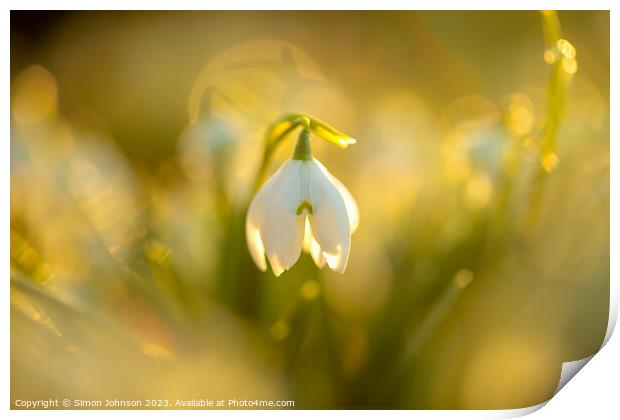 Snowdrop flower soft focusf Print by Simon Johnson