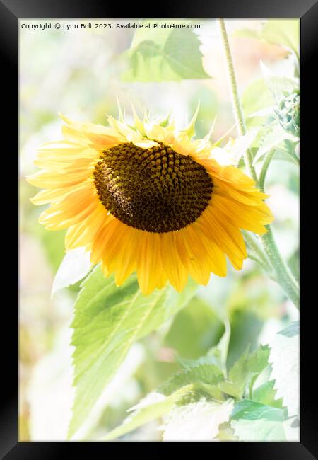 Gentle Sunflower Framed Print by Lynn Bolt
