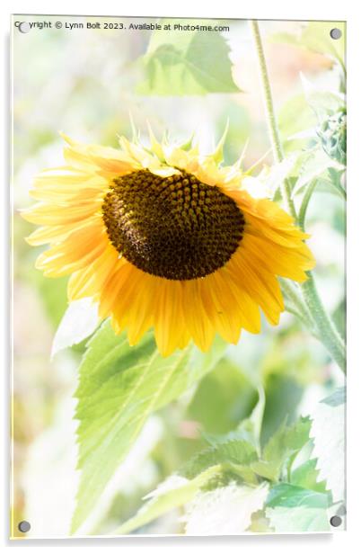 Gentle Sunflower Acrylic by Lynn Bolt