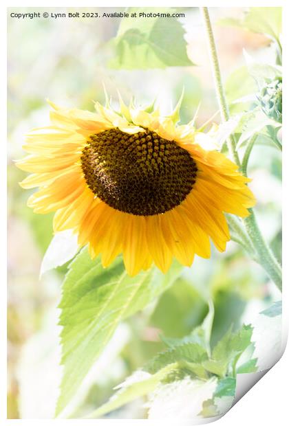 Gentle Sunflower Print by Lynn Bolt