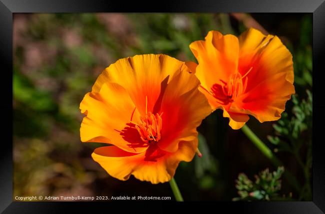 California poppies (Eschscholzia californica). Framed Print by Adrian Turnbull-Kemp