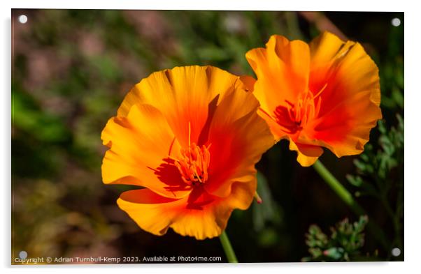 California poppies (Eschscholzia californica). Acrylic by Adrian Turnbull-Kemp