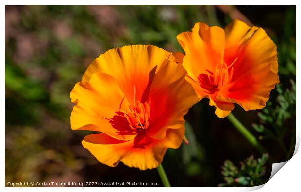 California poppies (Eschscholzia californica). Print by Adrian Turnbull-Kemp