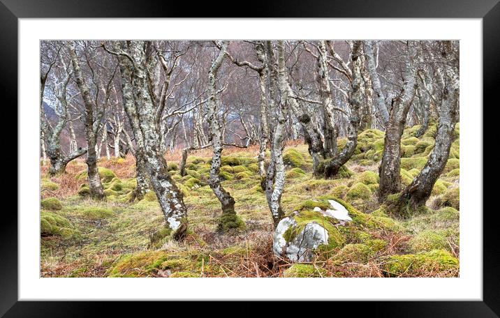 Woodland, Scottish Highlands Framed Mounted Print by Kevin Howchin