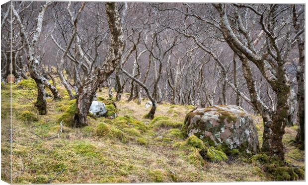 Woodland, Scottish Highlands Canvas Print by Kevin Howchin