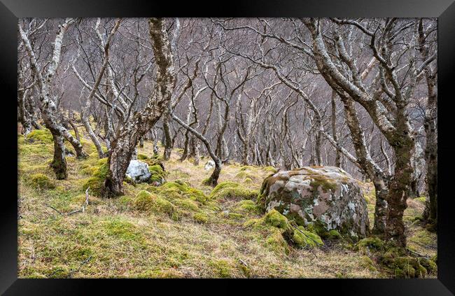 Woodland, Scottish Highlands Framed Print by Kevin Howchin