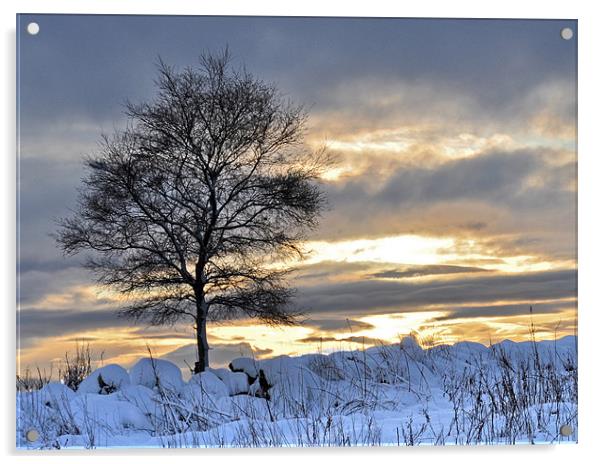 winter tree Acrylic by alan bain
