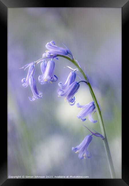 Plant flower Framed Print by Simon Johnson