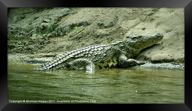 Sleeping Crocodile Framed Print by Michael Harper