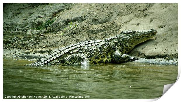 Sleeping Crocodile Print by Michael Harper