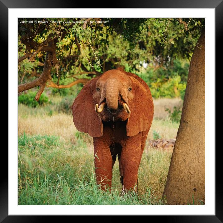 Young Elephant drinking Framed Mounted Print by Howard Kennedy