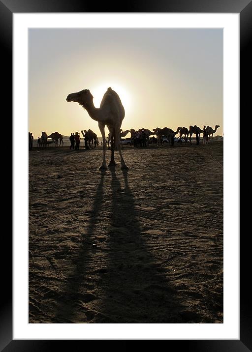 Lone camel silhouette, long shadows Framed Mounted Print by DEE- Diana Cosford