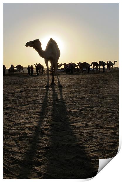 Lone camel silhouette, long shadows Print by DEE- Diana Cosford