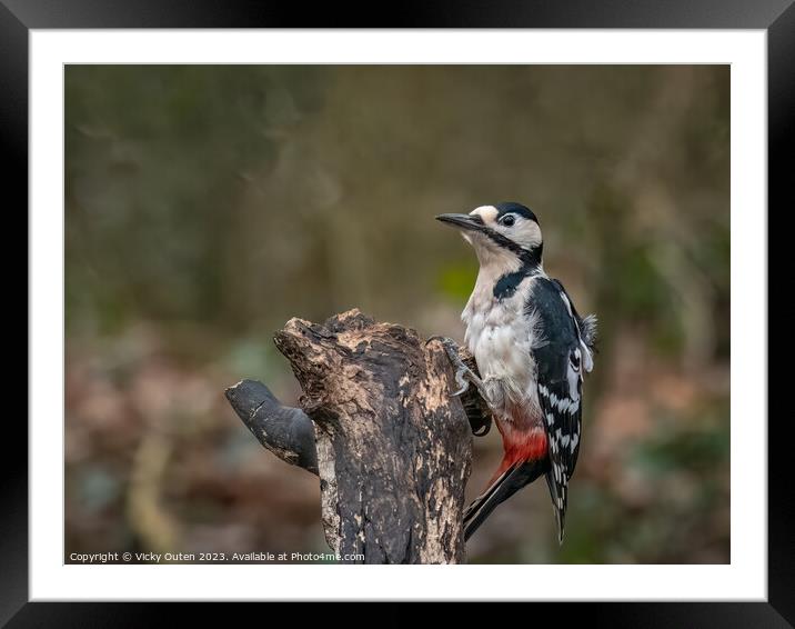 A great spotted woodpecker perched on a tree stump Framed Mounted Print by Vicky Outen
