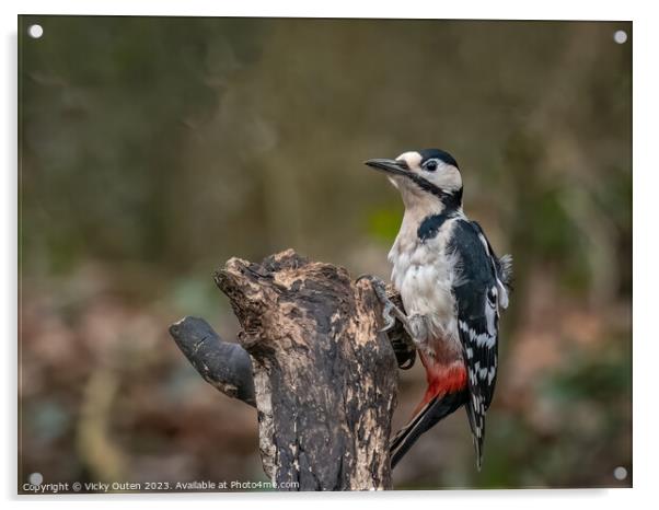 A great spotted woodpecker perched on a tree stump Acrylic by Vicky Outen