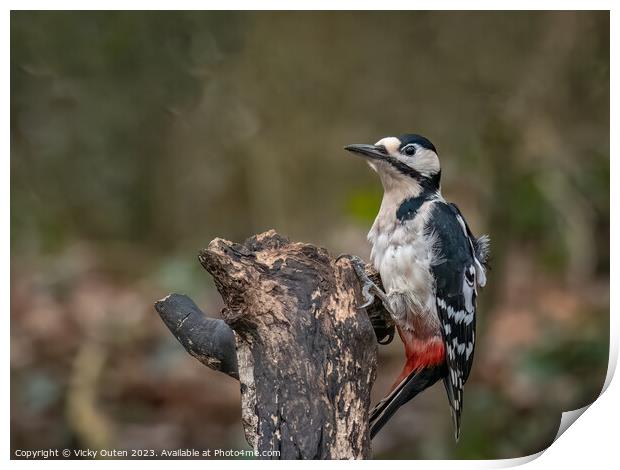 A great spotted woodpecker perched on a tree stump Print by Vicky Outen
