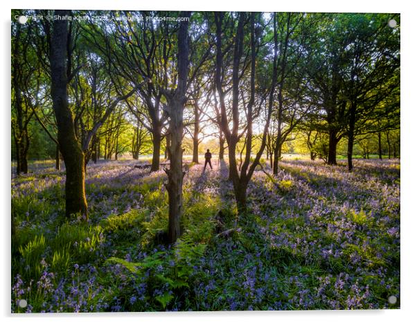 Sunrise at Bluebell Woods at Pleasington, Blackburn, Lancashire Acrylic by Shafiq Khan