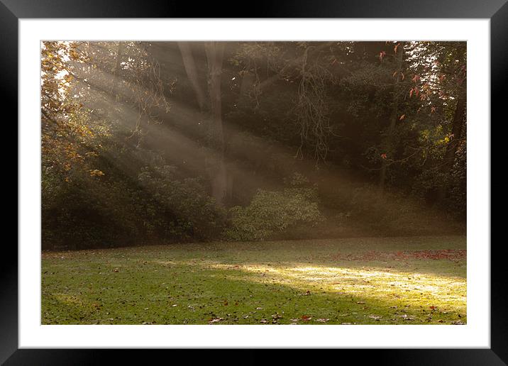 Sunlight Spotlights Framed Mounted Print by Dawn O'Connor