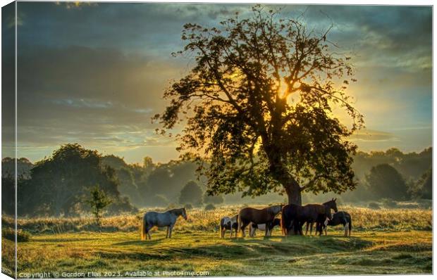 Horses at sunrise on the South Common of Lincoln, United Kingdom. Canvas Print by Gordon Elias