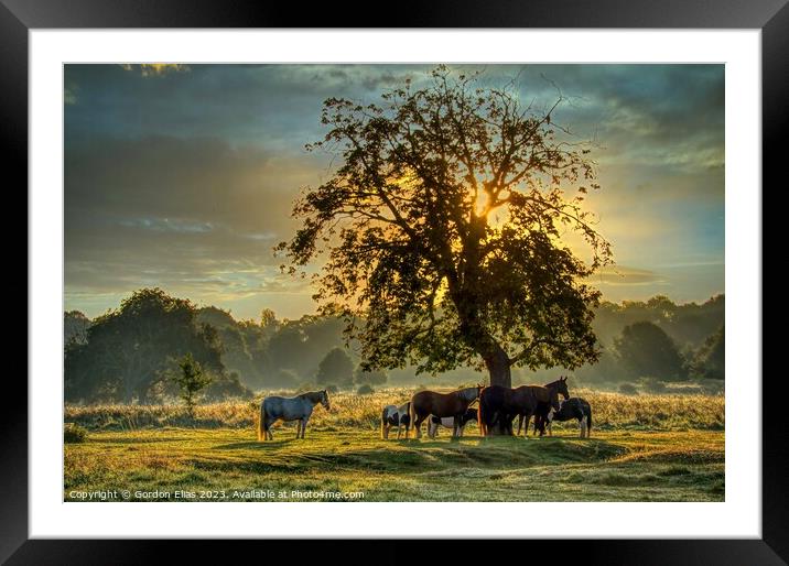 Horses at sunrise on the South Common of Lincoln, United Kingdom. Framed Mounted Print by Gordon Elias