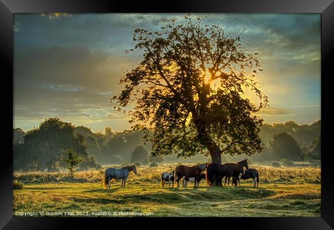 Horses at sunrise on the South Common of Lincoln, United Kingdom. Framed Print by Gordon Elias