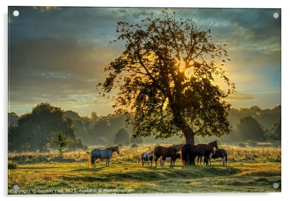 Horses at sunrise on the South Common of Lincoln, United Kingdom. Acrylic by Gordon Elias
