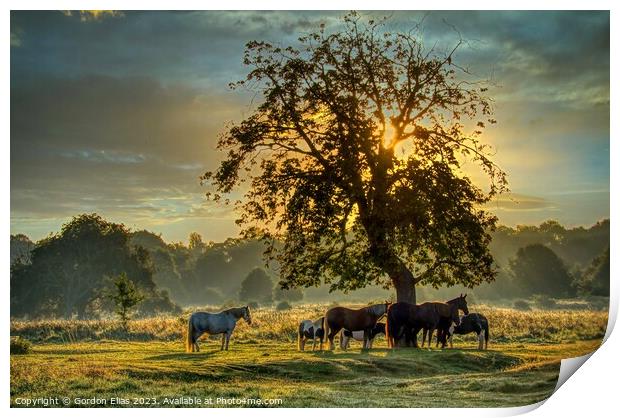 Horses at sunrise on the South Common of Lincoln, United Kingdom. Print by Gordon Elias