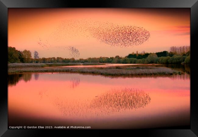 A murmuration of starlings Framed Print by Gordon Elias