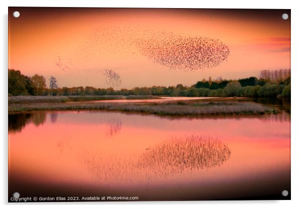 A murmuration of starlings Acrylic by Gordon Elias