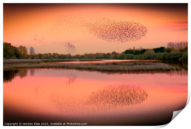 A murmuration of starlings Print by Gordon Elias