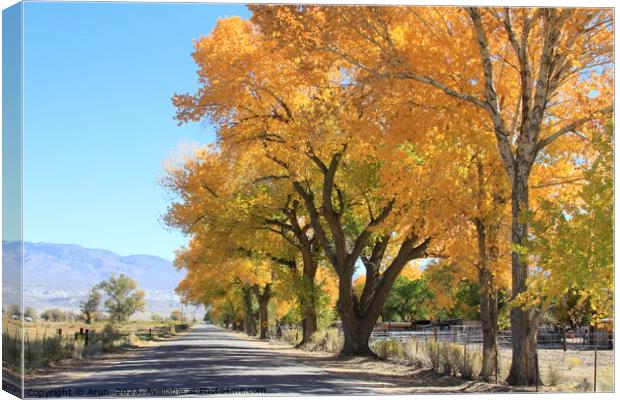 Aspen trees changing colour in fall in Eastern Sierras California Canvas Print by Arun 