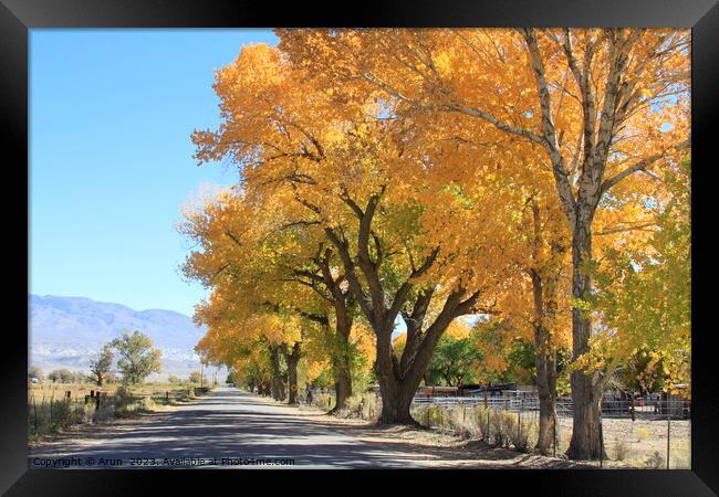 Aspen trees changing colour in fall in Eastern Sierras California Framed Print by Arun 
