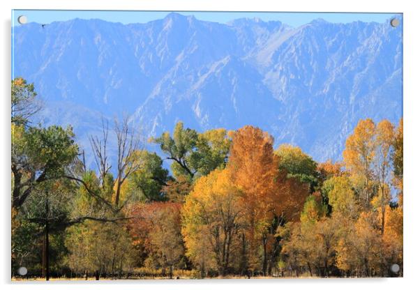 Trees changing colour in Eastern Sierras California Acrylic by Arun 