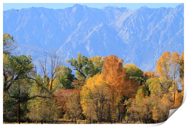 Trees changing colour in Eastern Sierras California Print by Arun 