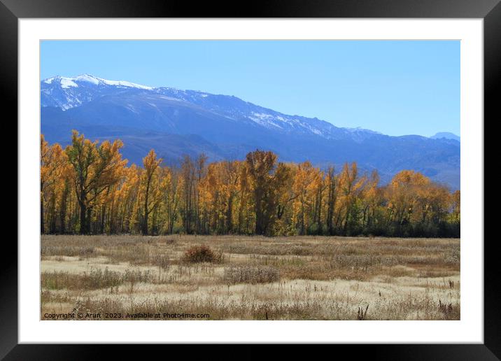 Trees changing colour in Eastern Sierras California Framed Mounted Print by Arun 