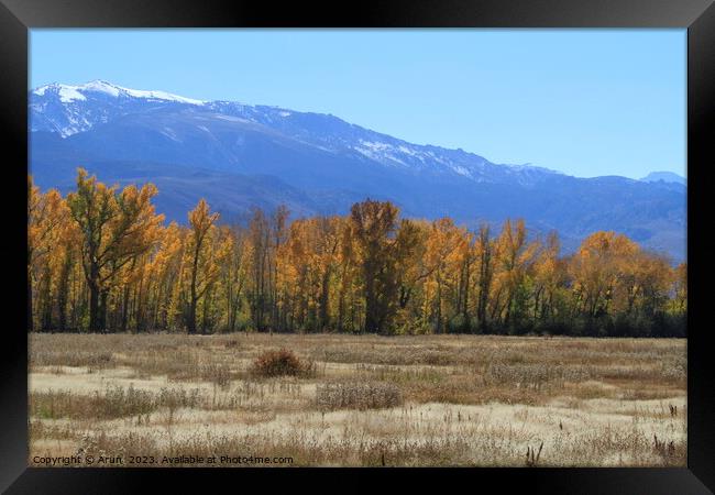 Trees changing colour in Eastern Sierras California Framed Print by Arun 
