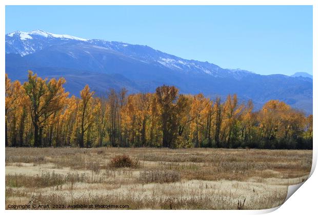 Trees changing colour in Eastern Sierras California Print by Arun 