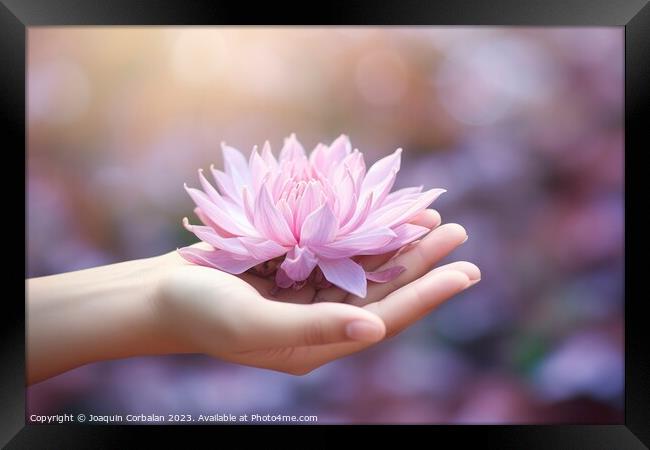 Hand holds a delicate lotus flower, peace and harm Framed Print by Joaquin Corbalan